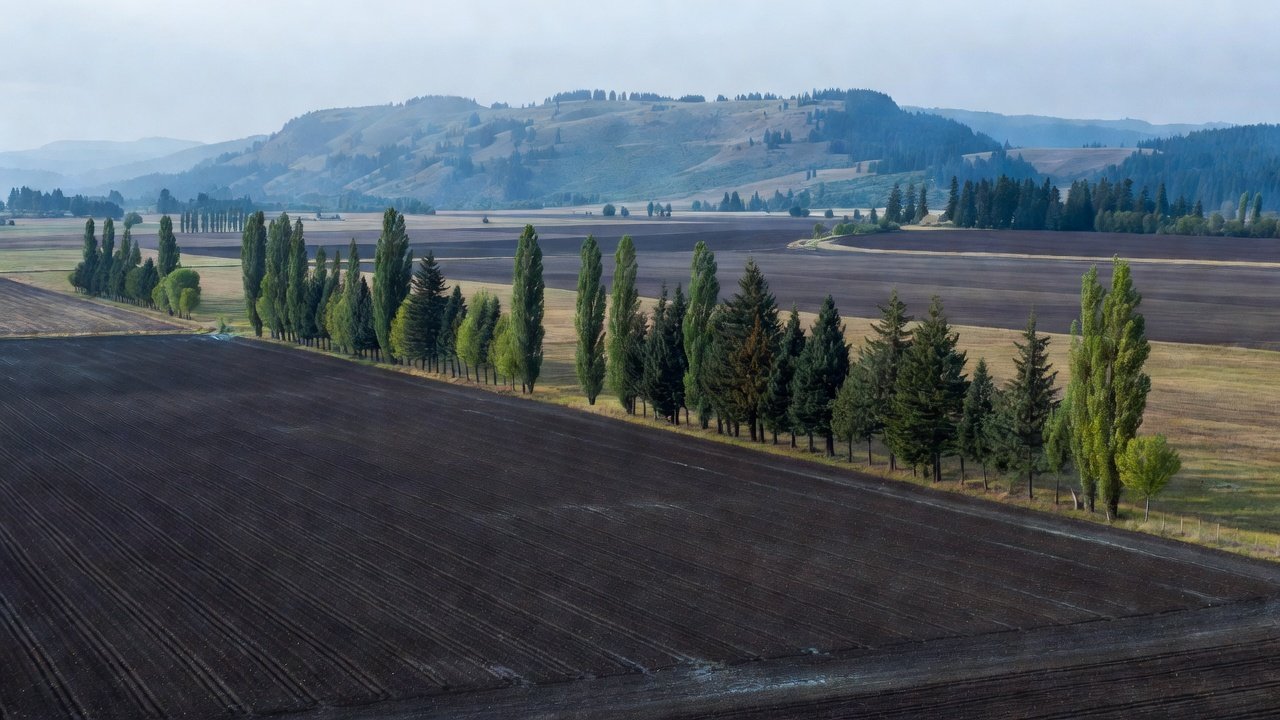 Flat agricultural farmland in the Skagit Valley with distant foothills and a row of trees along a field edge